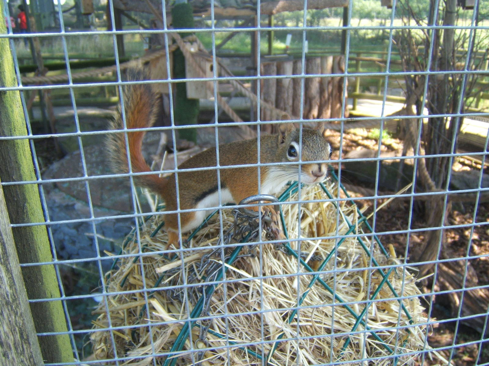 Squirrel labelled as Red Squirrel