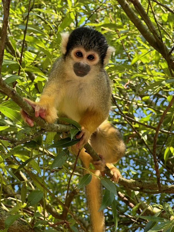 Squirrel Money (Jul. 25 2024)