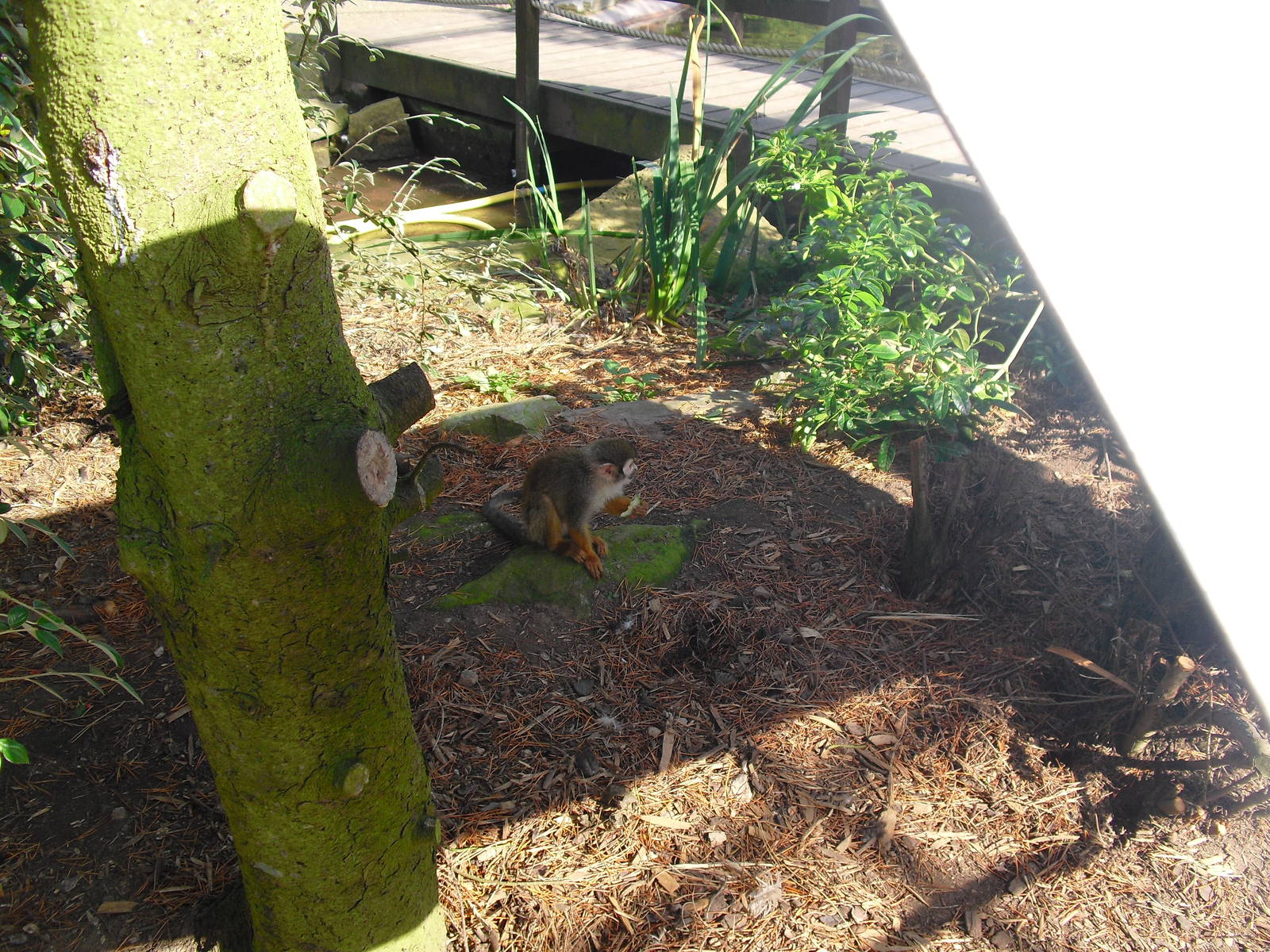 Squirrel Monkey - 01/10/2011