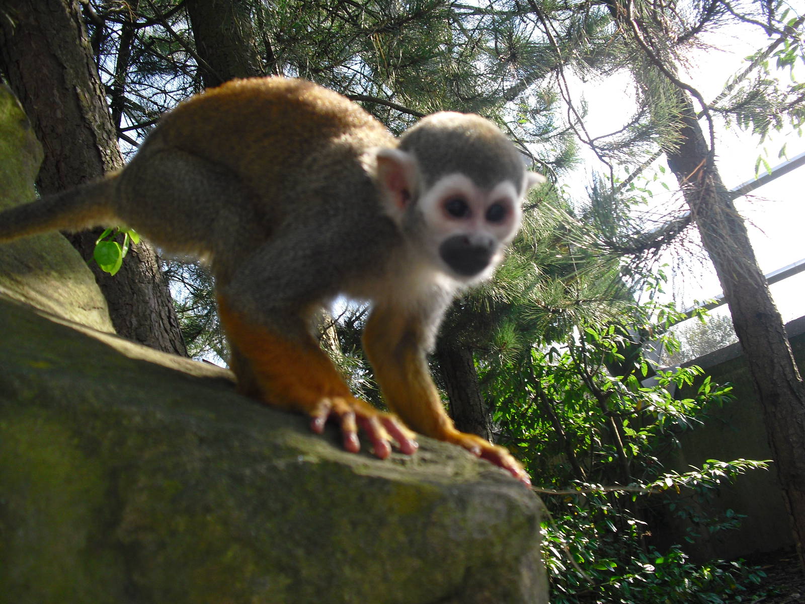 Squirrel Monkey - 01/10/2011