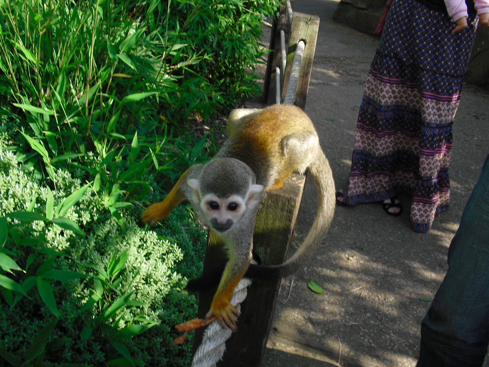 Squirrel Monkey - 01/10/2011