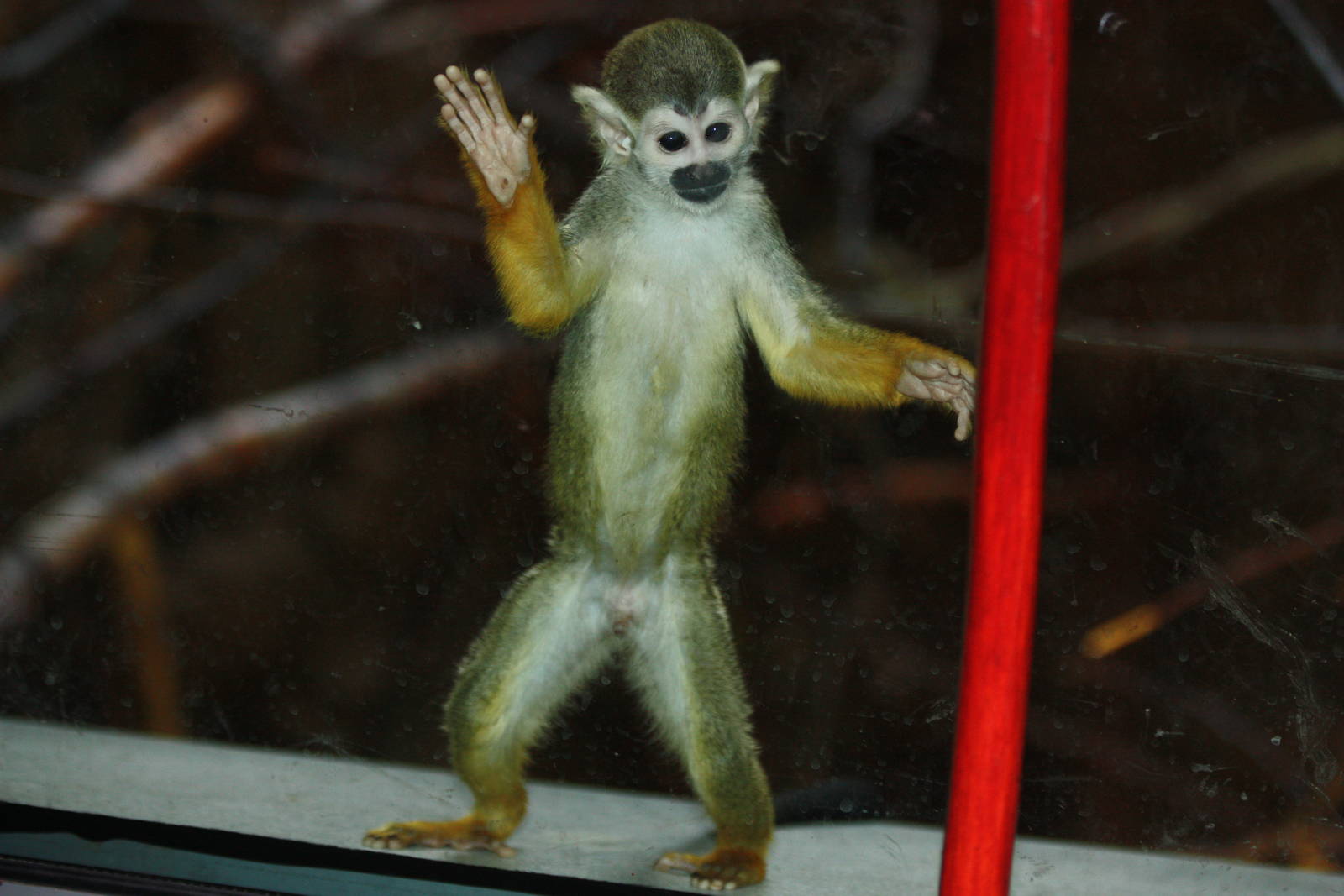 squirrel monkey 04/10