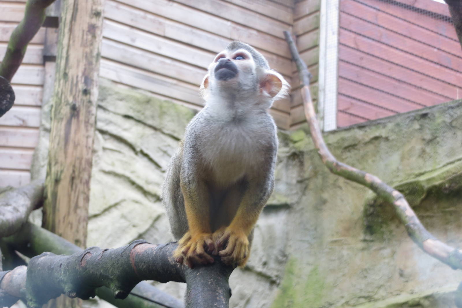 Squirrel Monkey 090815