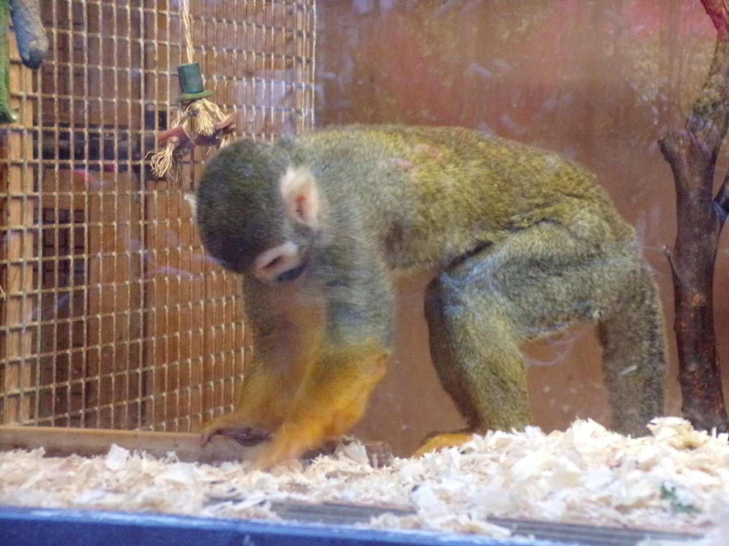 Squirrel monkey 1.1.23