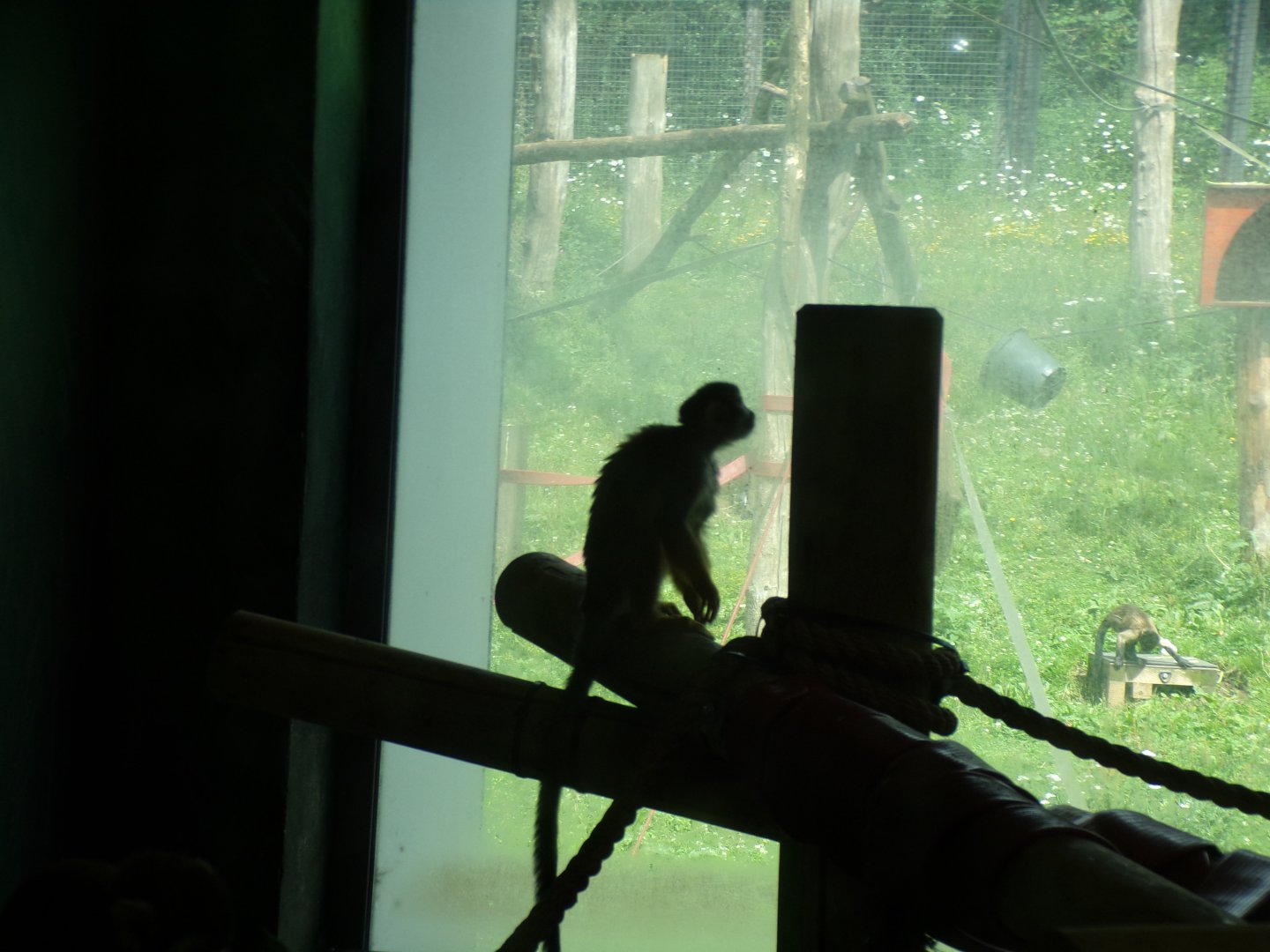 Squirrel monkey 15.7.24