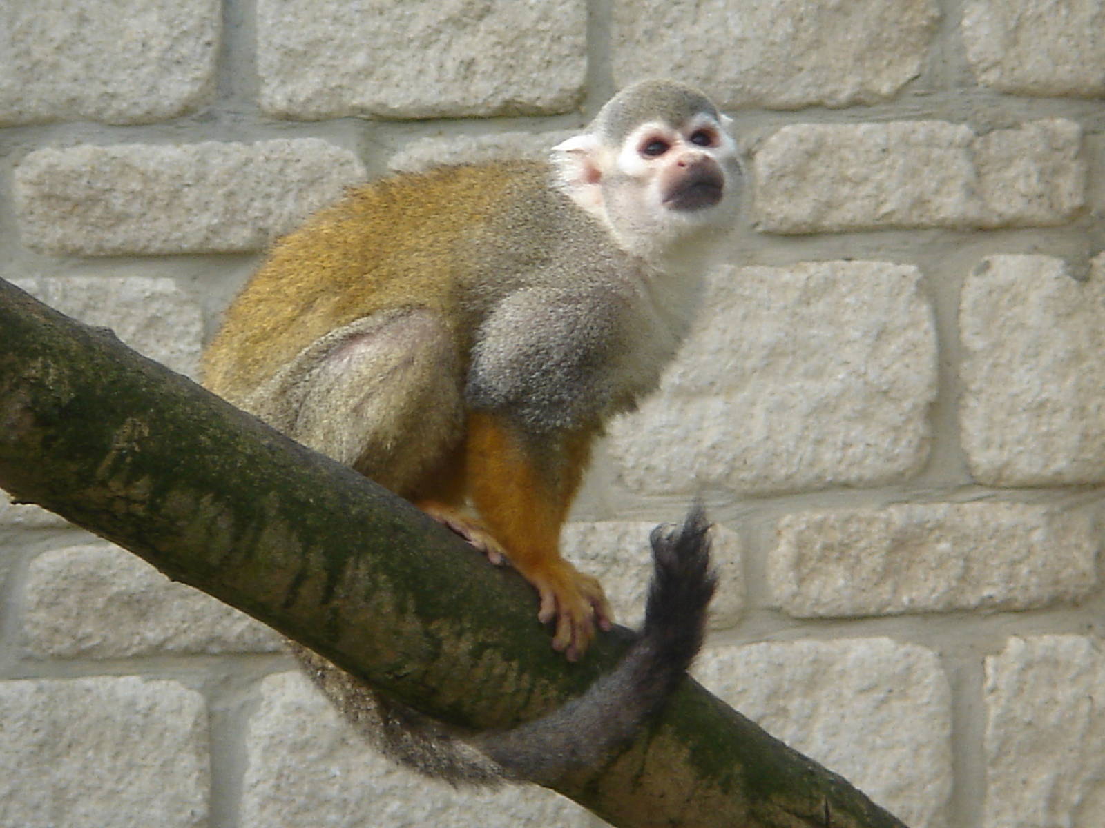 Squirrel Monkey 2009