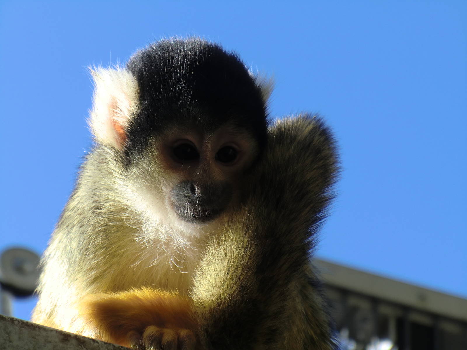 squirrel monkey, 24-10-2010