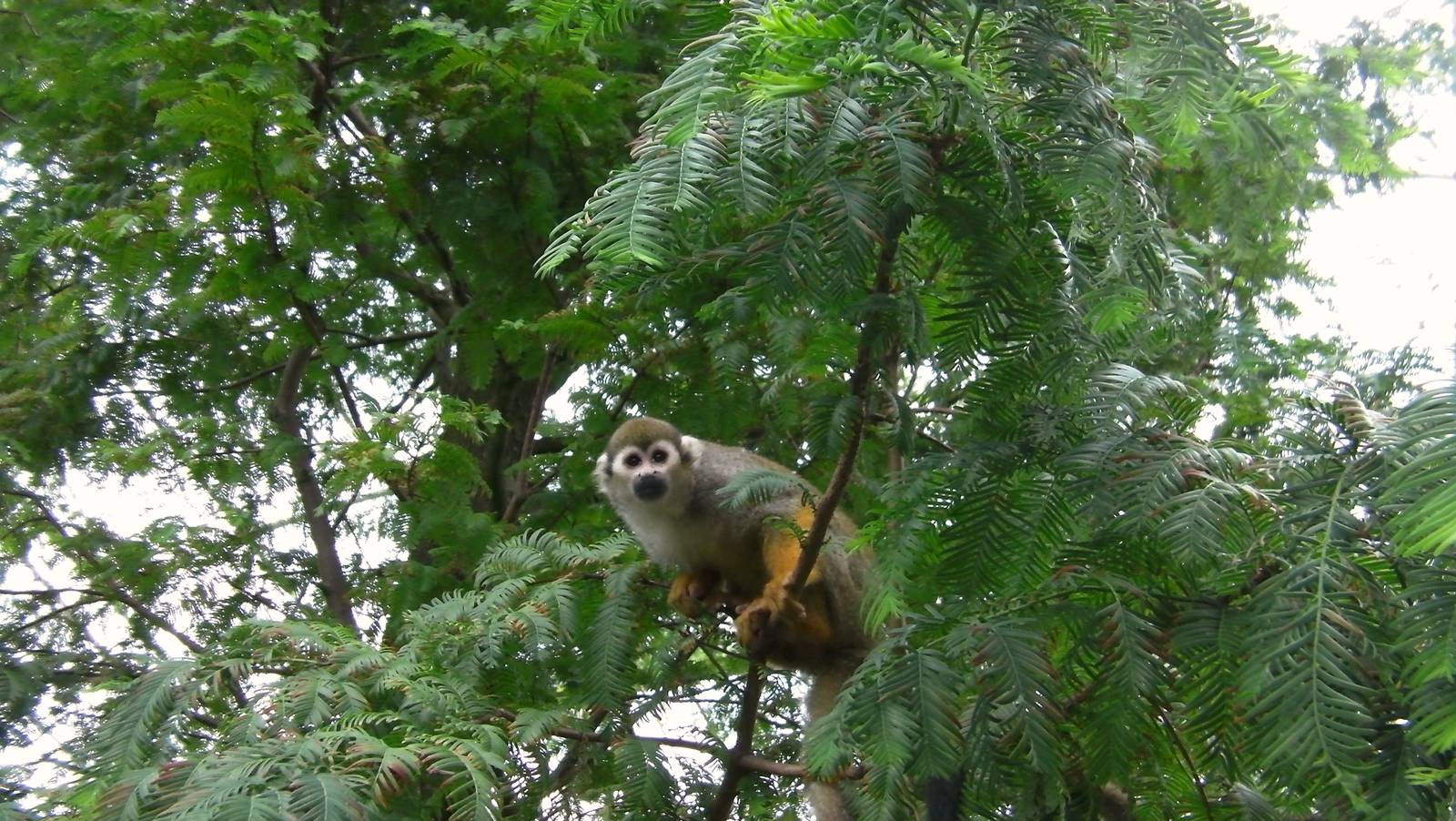 Squirrel Monkey - 26.08.2011