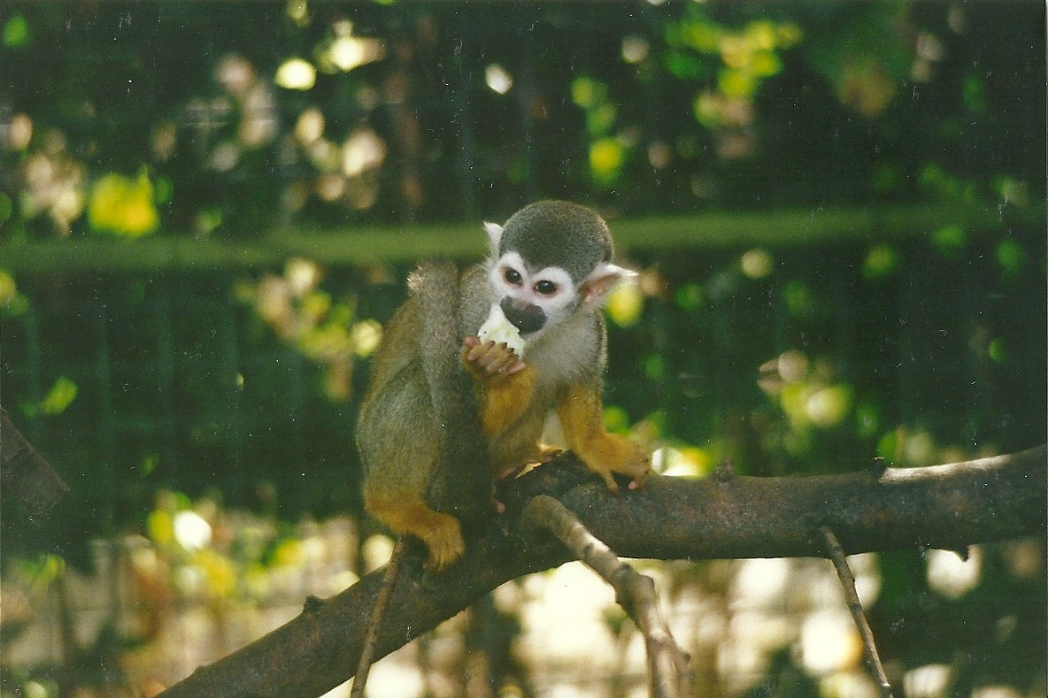 Squirrel Monkey 4th October 1995