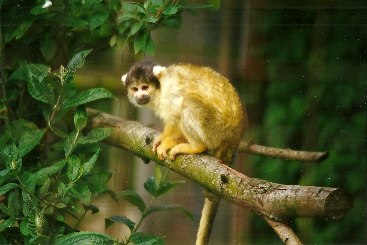 Squirrel Monkey 9th May 1998