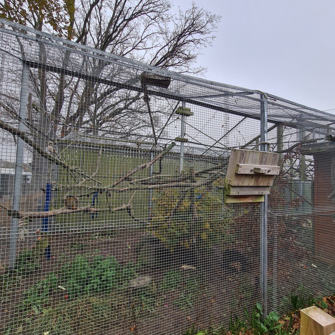 Squirrel Monkey and Azaras Agouti Enclosure Bede's Zoo
