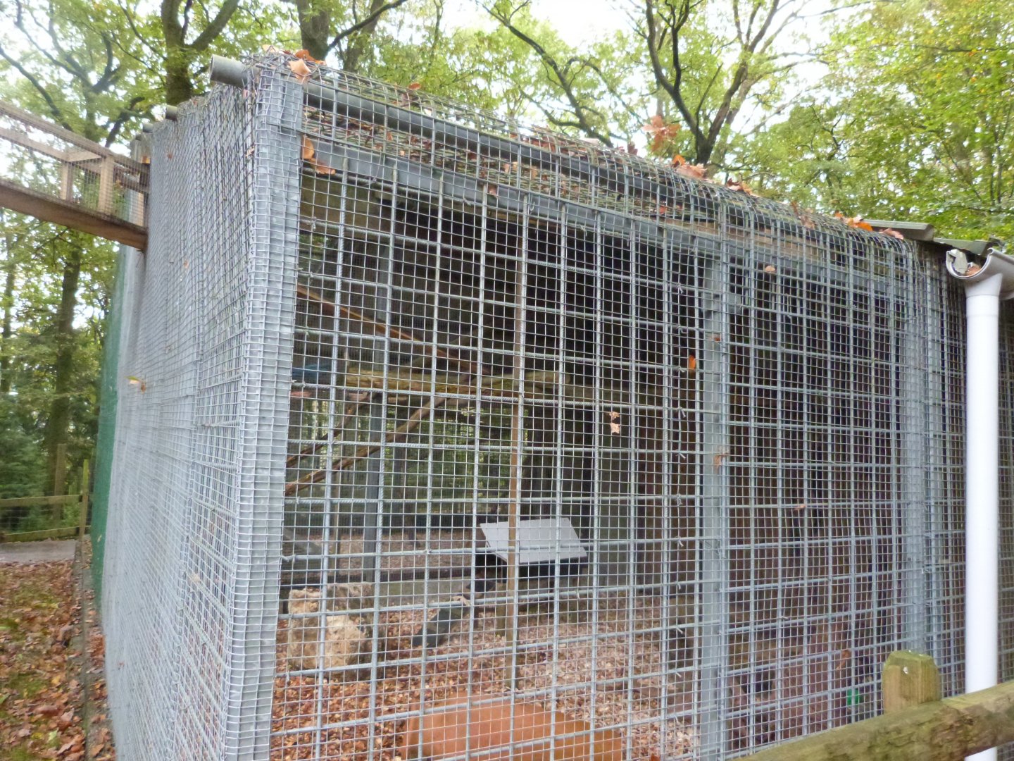 Squirrel monkey and azara's agouti - Parc animalier de Bouillon