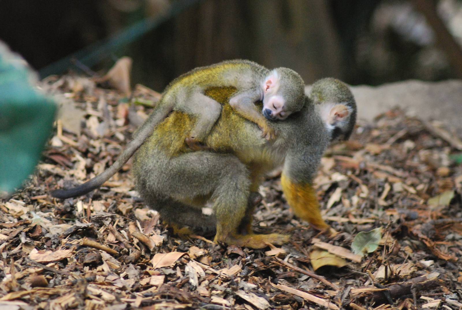 Squirrel Monkey and Baby