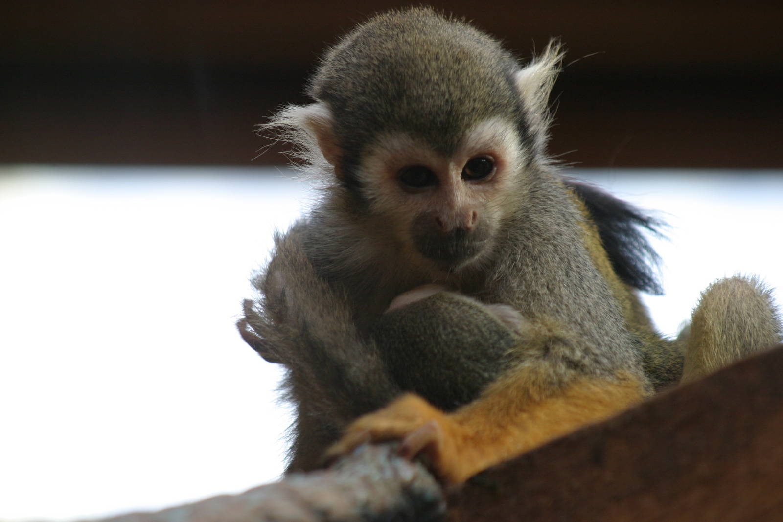 Squirrel Monkey and baby