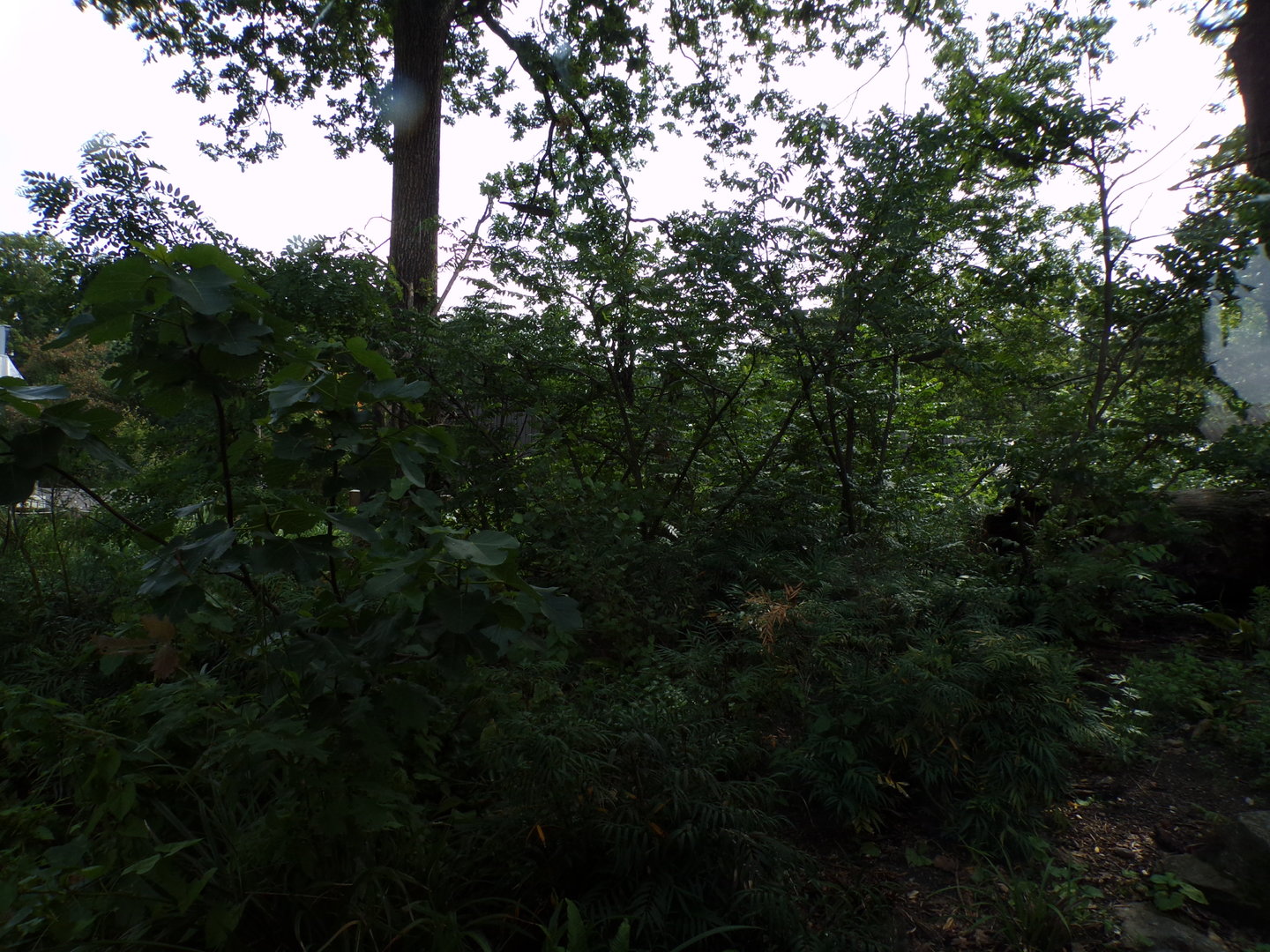 Squirrel monkey and coati enclosure 6.7.23