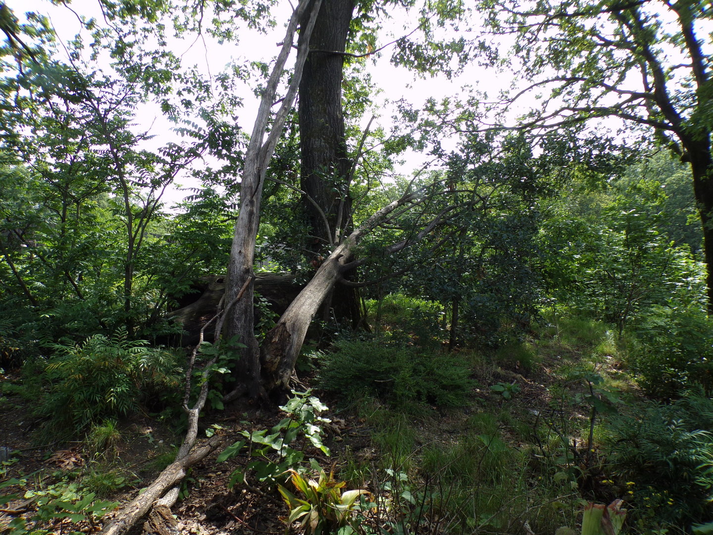 Squirrel monkey and coati enclosure 6.7.23