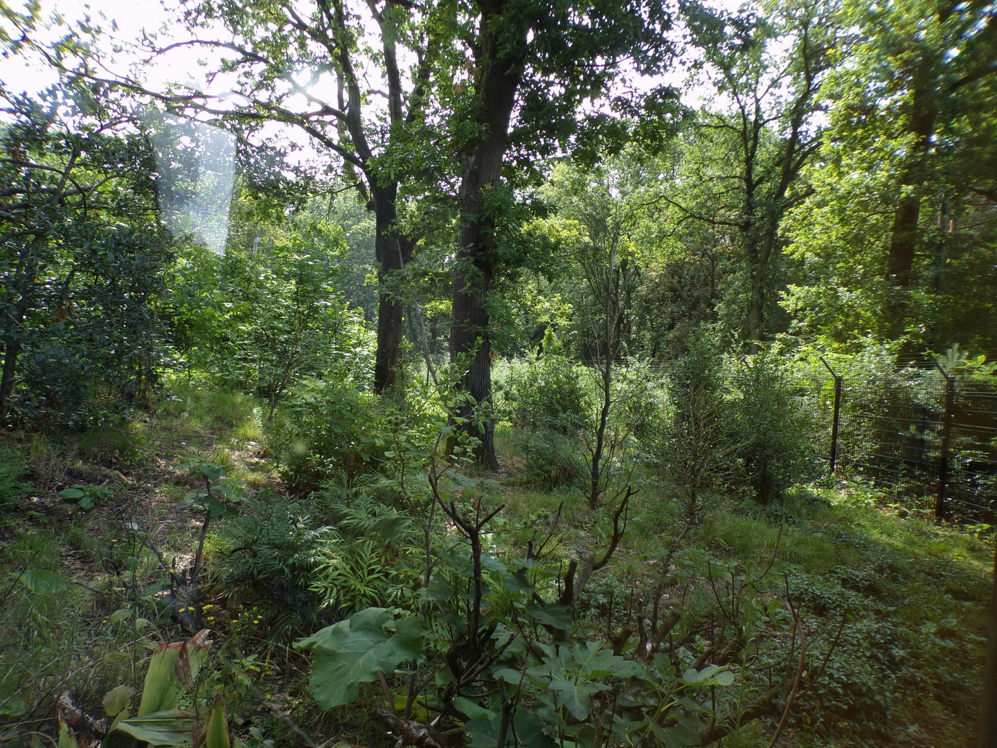 Squirrel monkey and coati enclosure 6.7.23