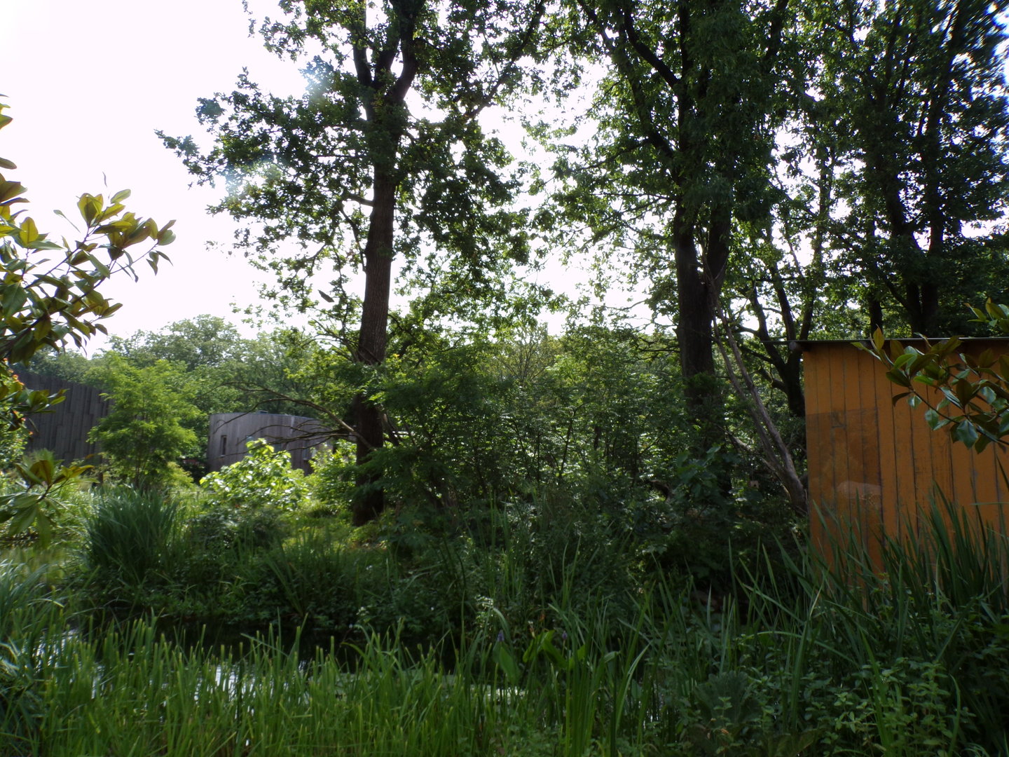 Squirrel monkey and coati enclosure 6.7.23