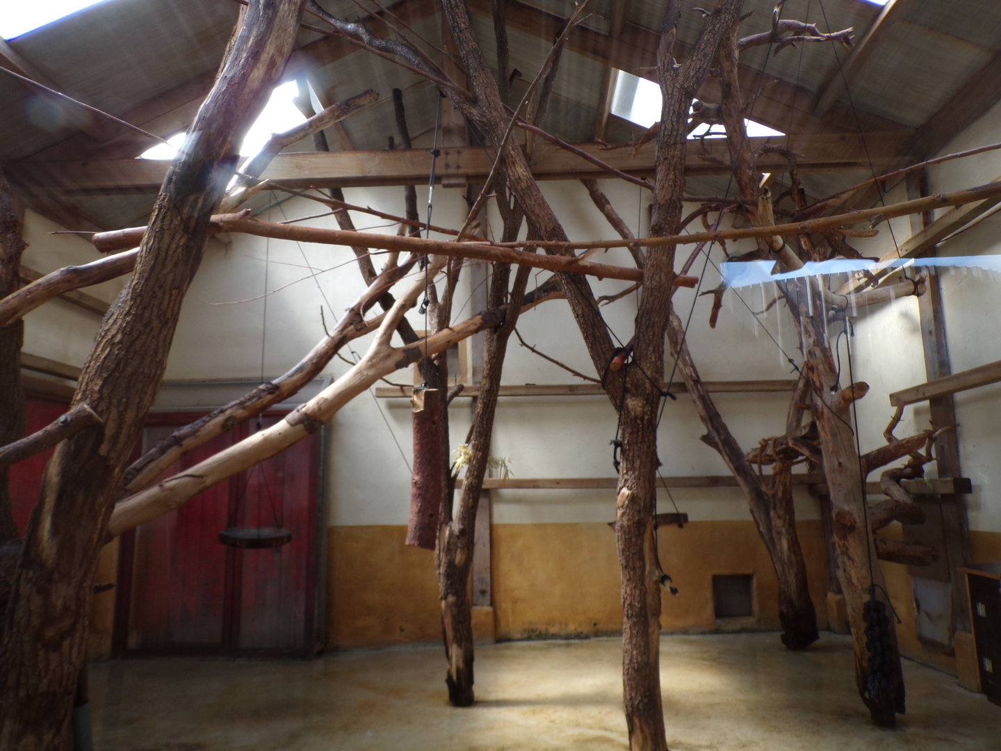 Squirrel monkey and coati indoors 6.7.23