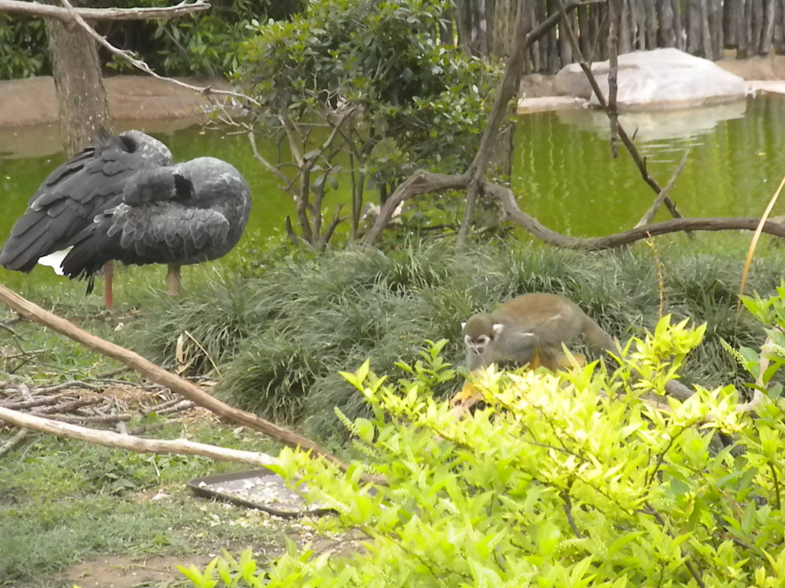 Squirrel Monkey and Crested Screamer