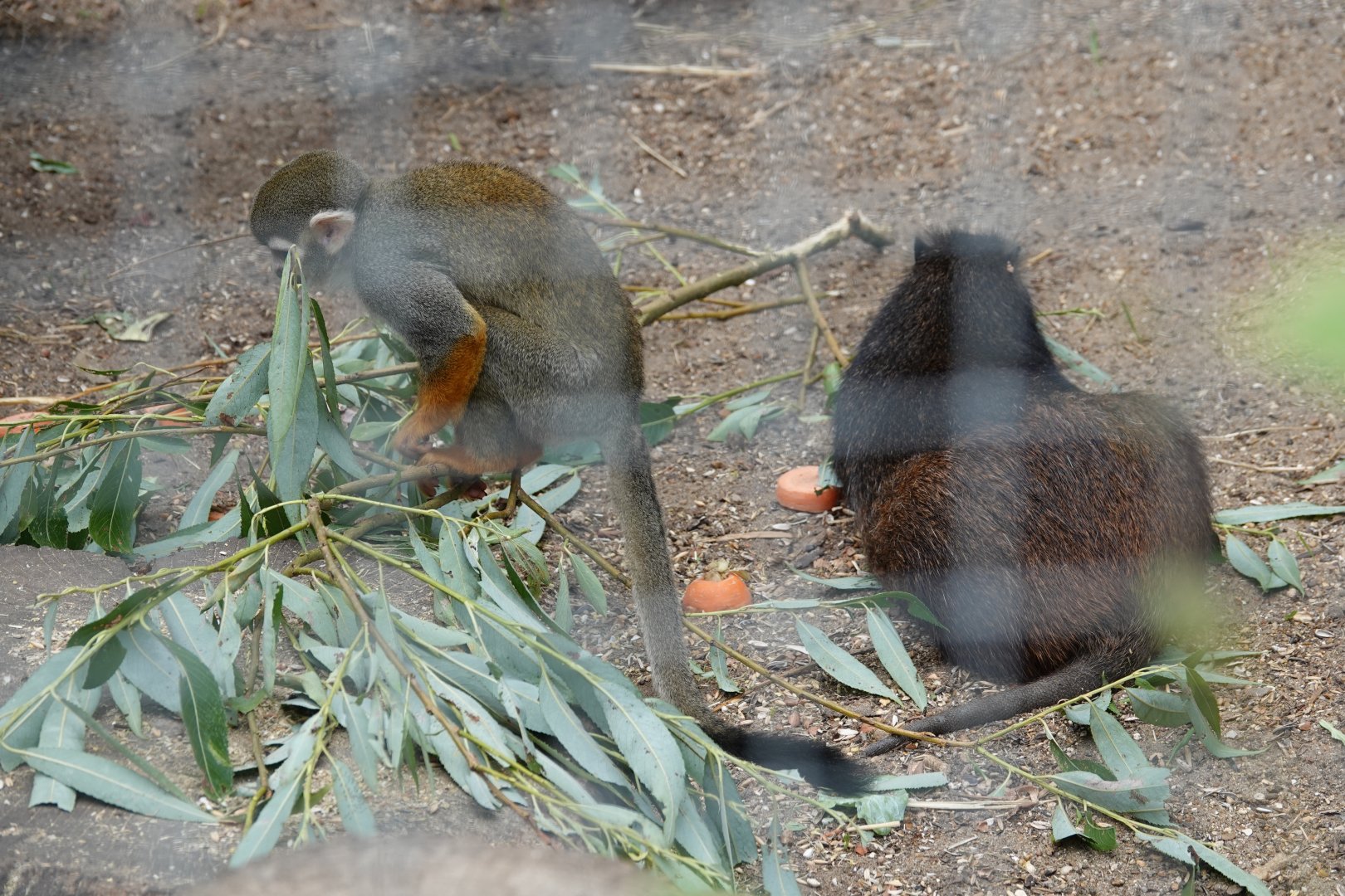 Squirrel monkey and hutia