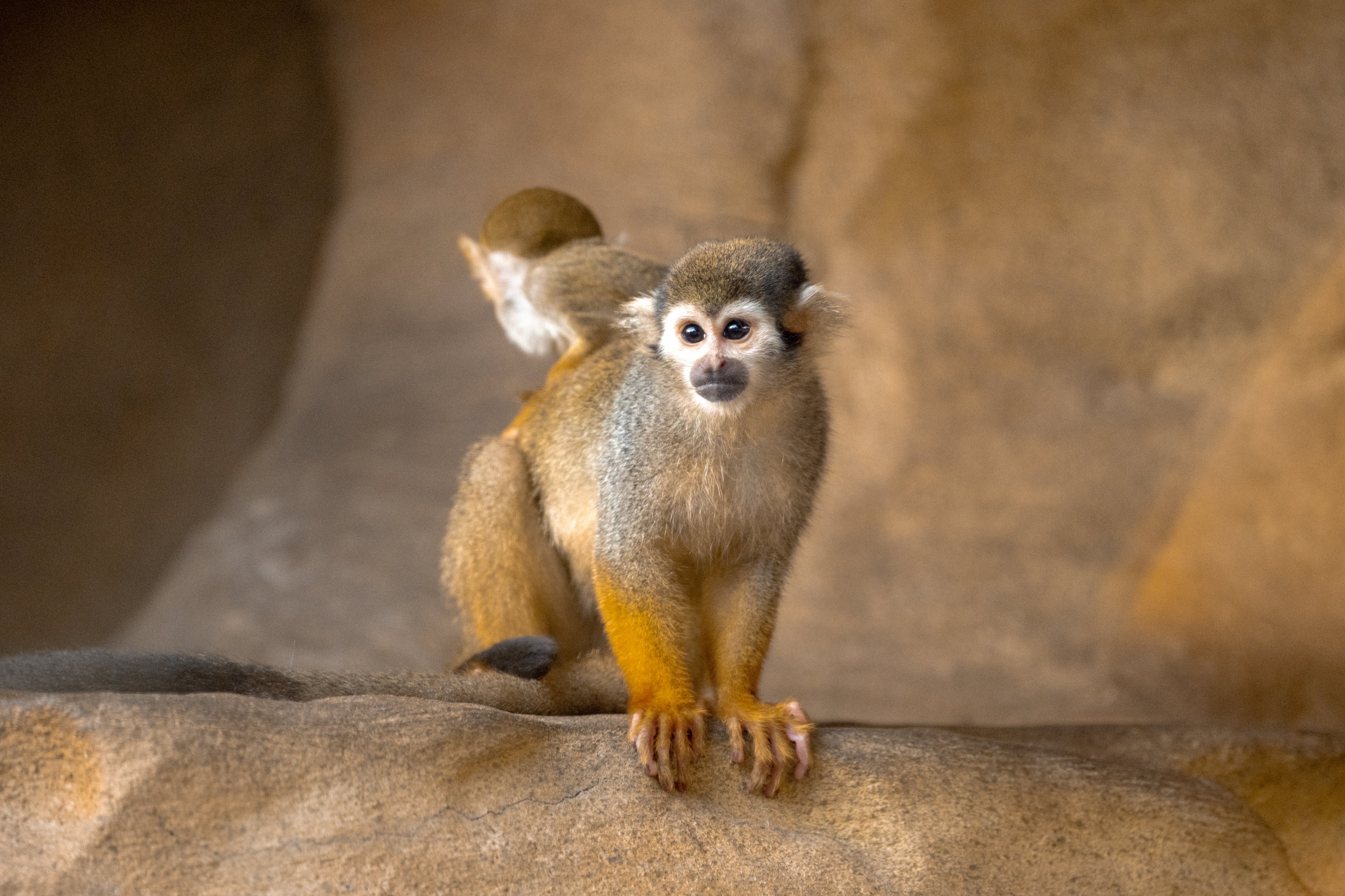 Squirrel Monkey and infant