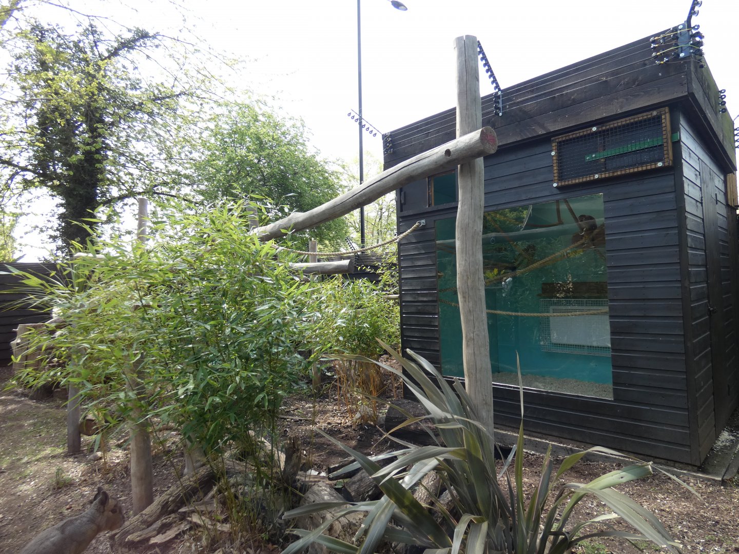 Squirrel monkey and mara enclosure