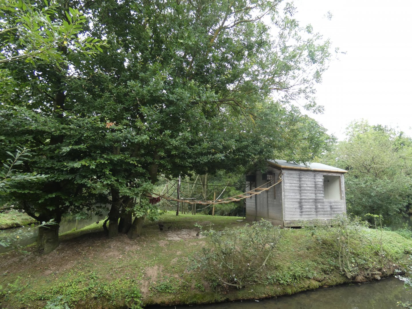 Squirrel monkey and marmoset island