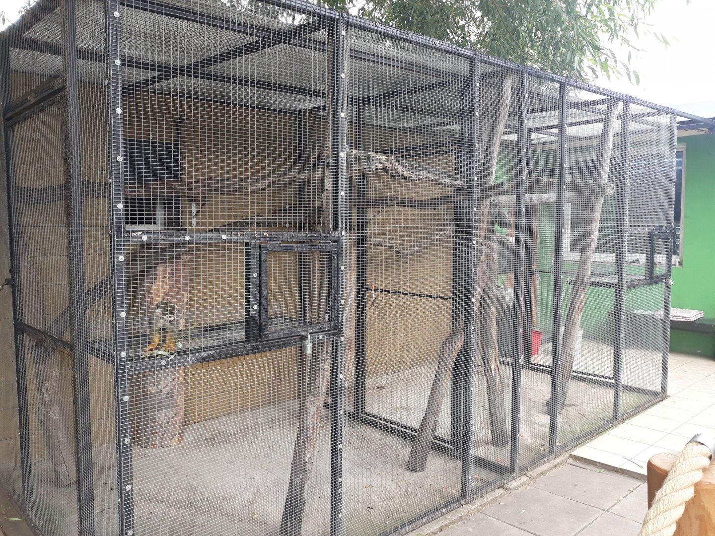 Squirrel monkey and Northern talapoin monkey exhibit