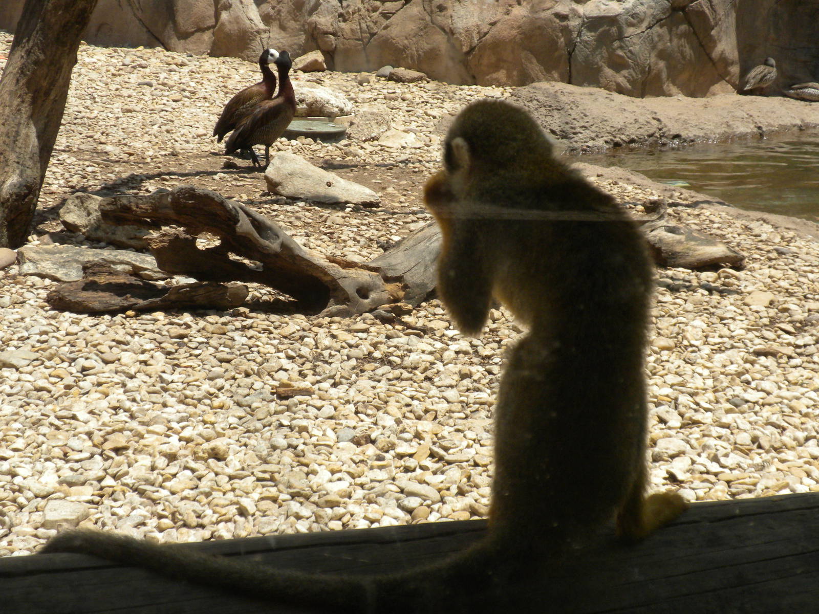 Squirrel Monkey and White-Faced Whistling Ducks