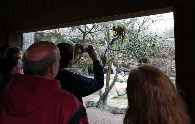 squirrel monkey anteater