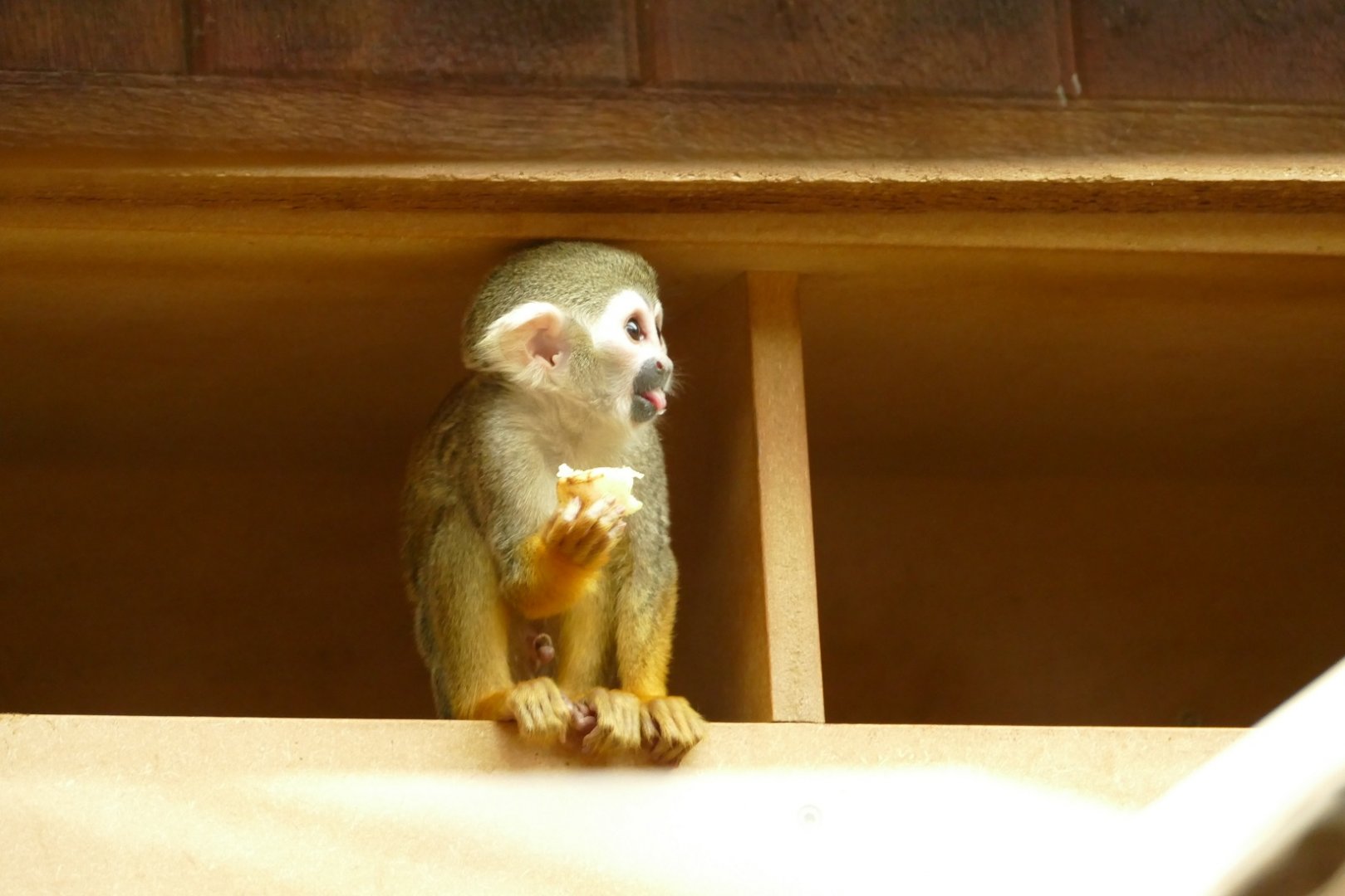Squirrel Monkey, April 2022