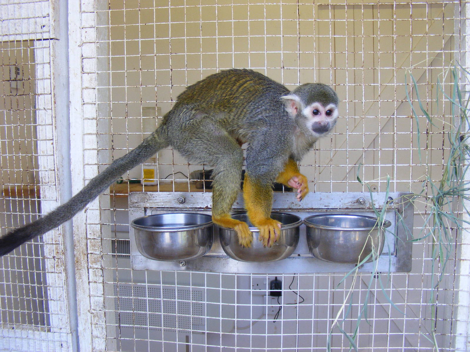 Squirrel monkey at Beale Park, 13th March 2010