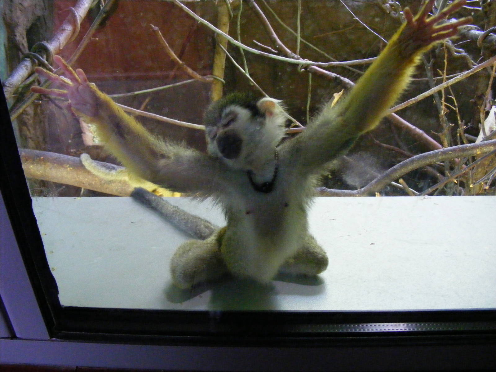 Squirrel monkey at Edinburgh Zoo, 21 May 2010