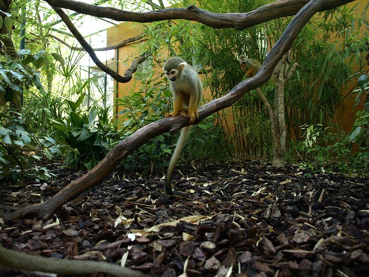 squirrel monkey at Jardin Zoologique Tropical (La Londe-France)