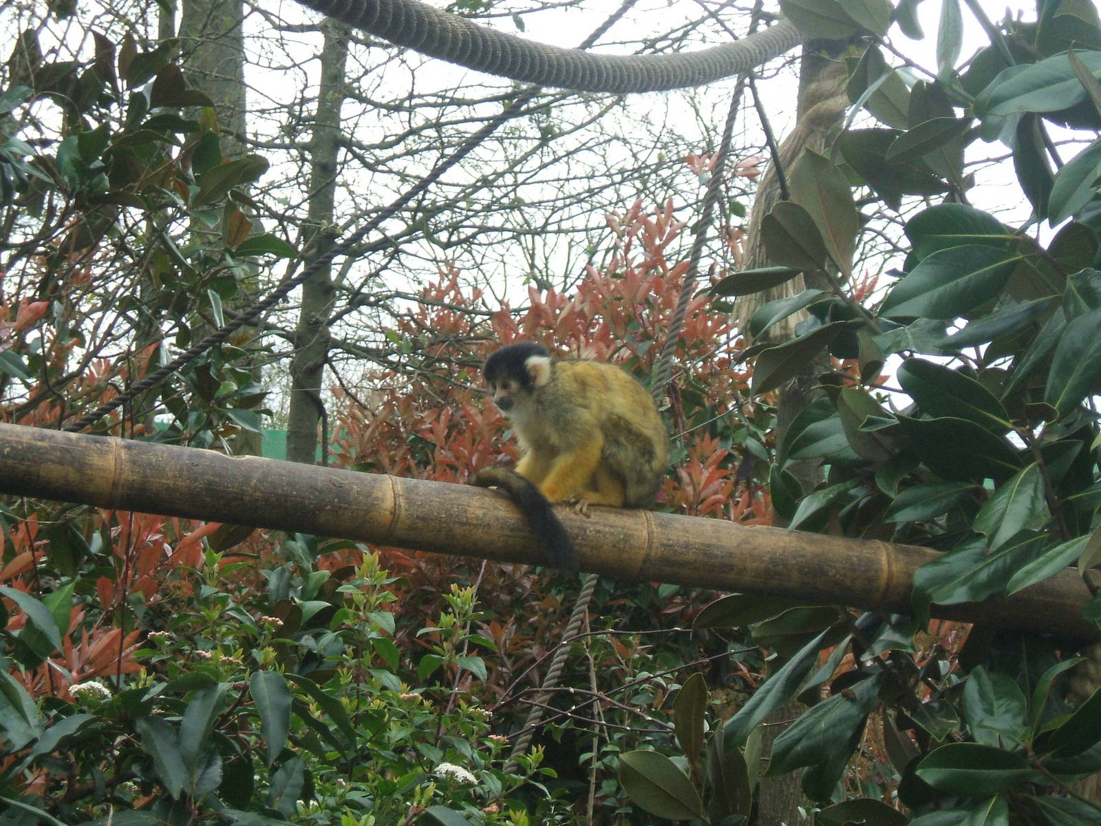 Squirrel Monkey at London Zoo