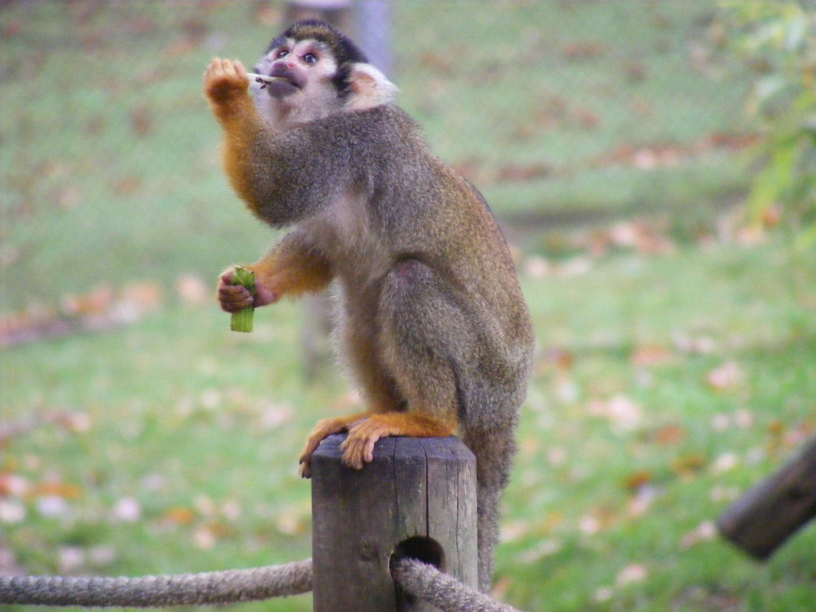 Squirrel monkey at Woburn Safari Park, 14 November 2010