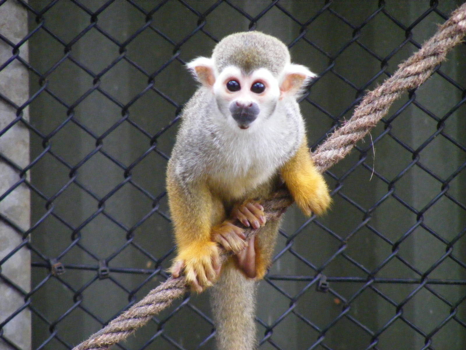 Squirrel monkey at Woburn Safari Park, 14 November 2010