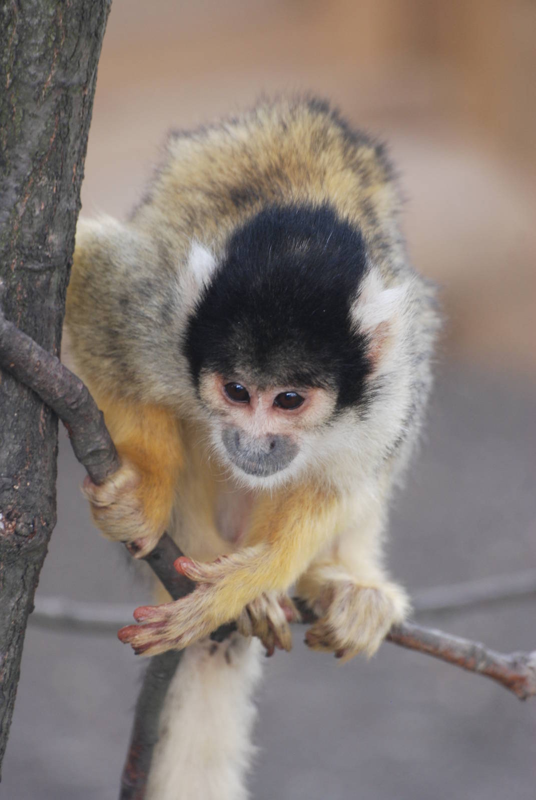 Squirrel Monkey at Yorkshire WP, 07/08/11