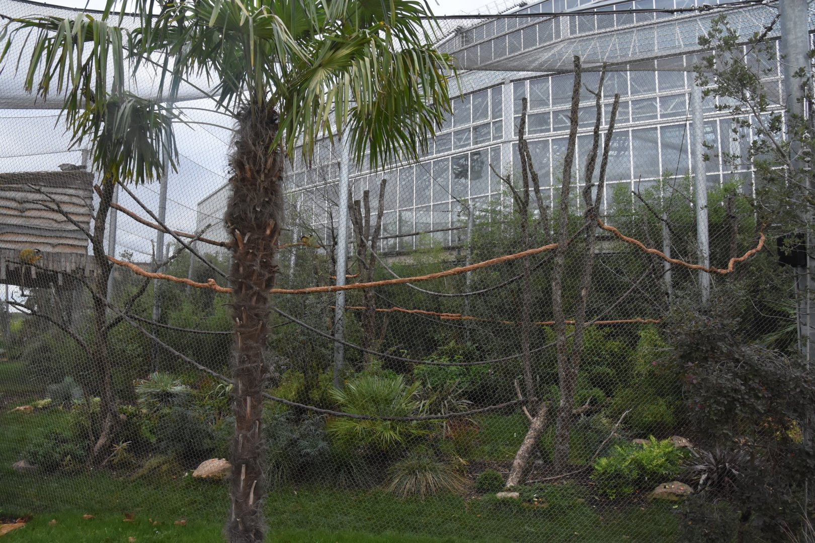 Squirrel Monkey aviary
