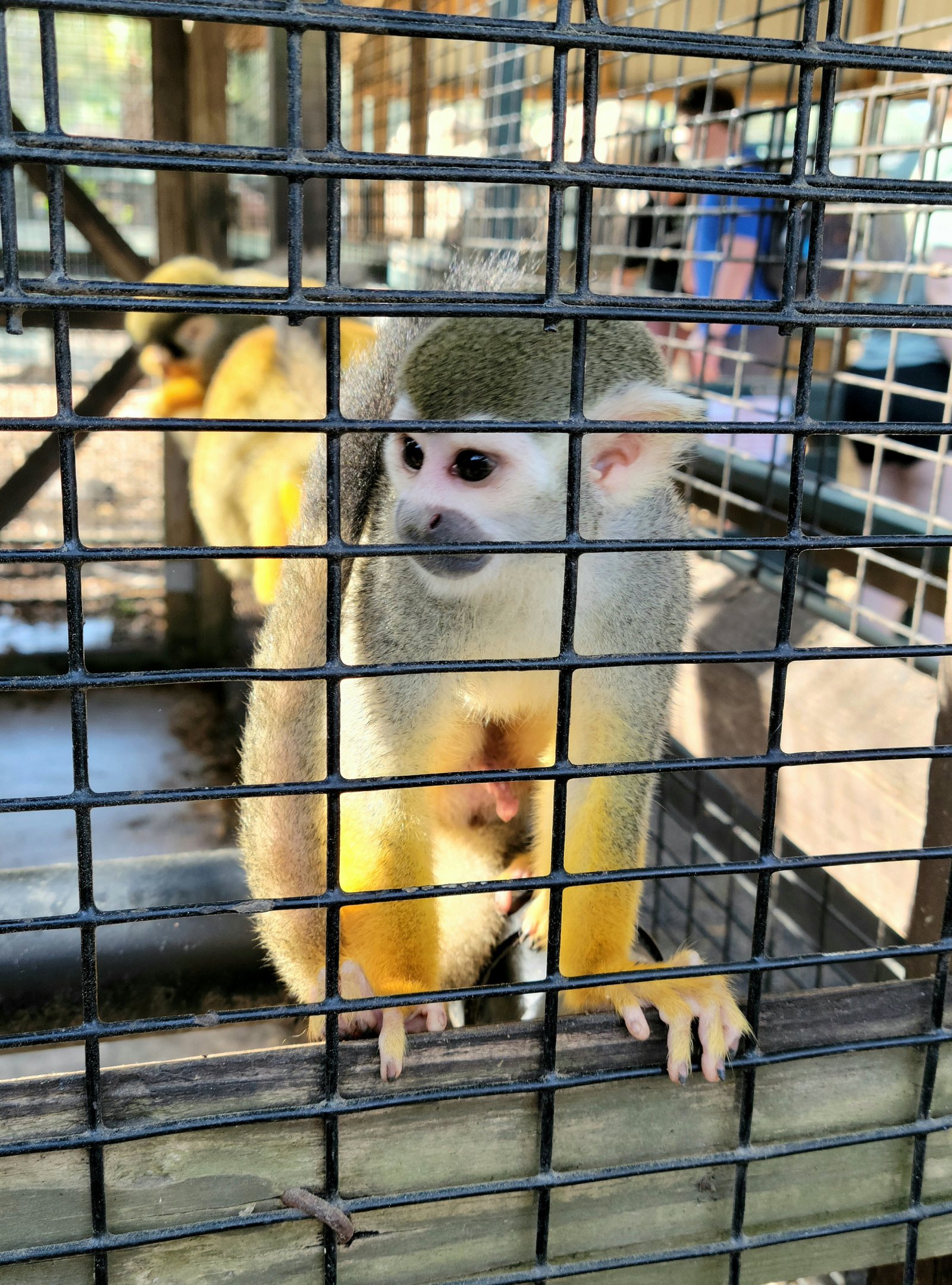 Squirrel Monkey - Bee City Zoo - March 2025