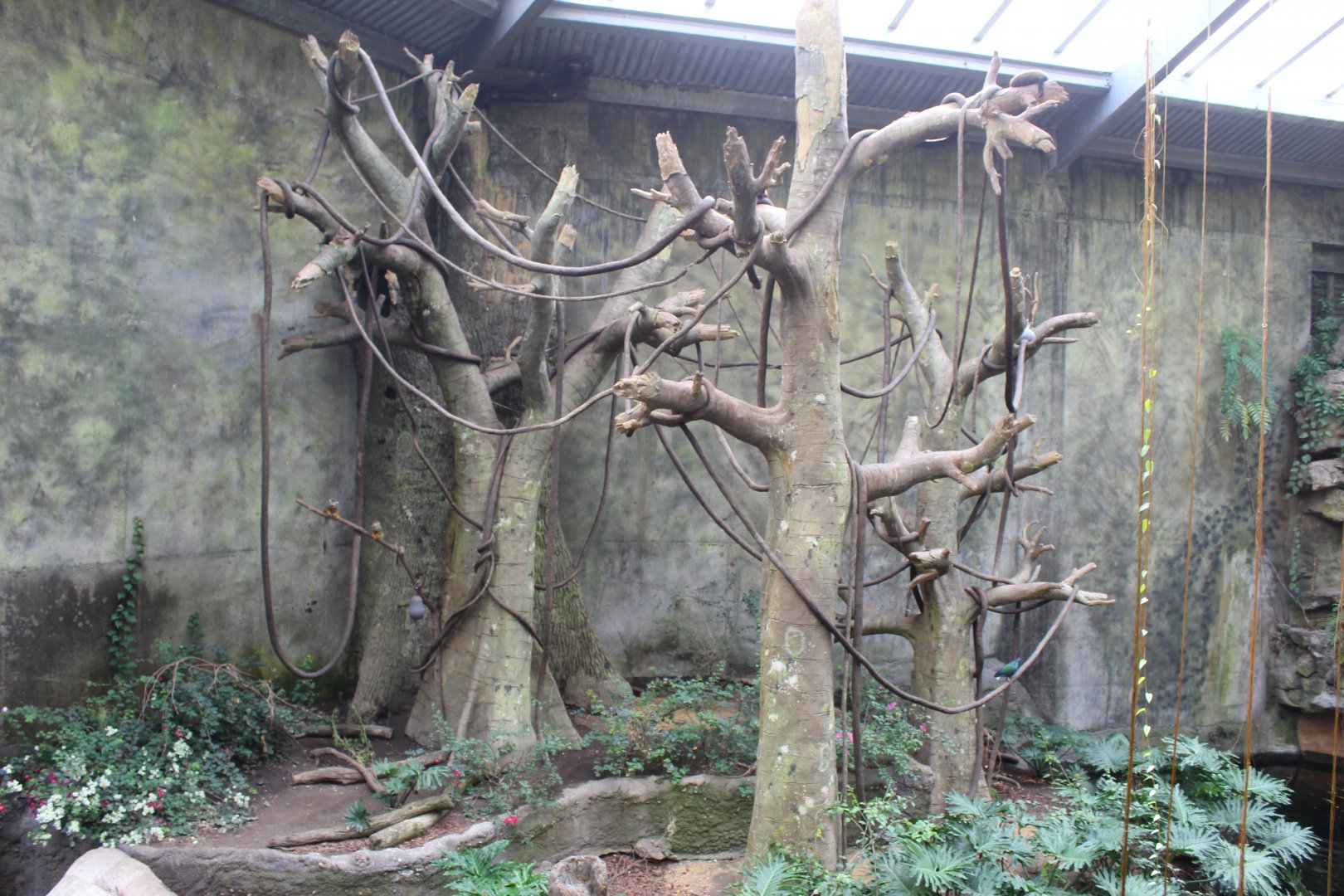 Squirrel Monkey, Black-Headed Spider Monkey, Red-Backed Bearded Saki & Lowland Paca Exhibit - Lied Jungle