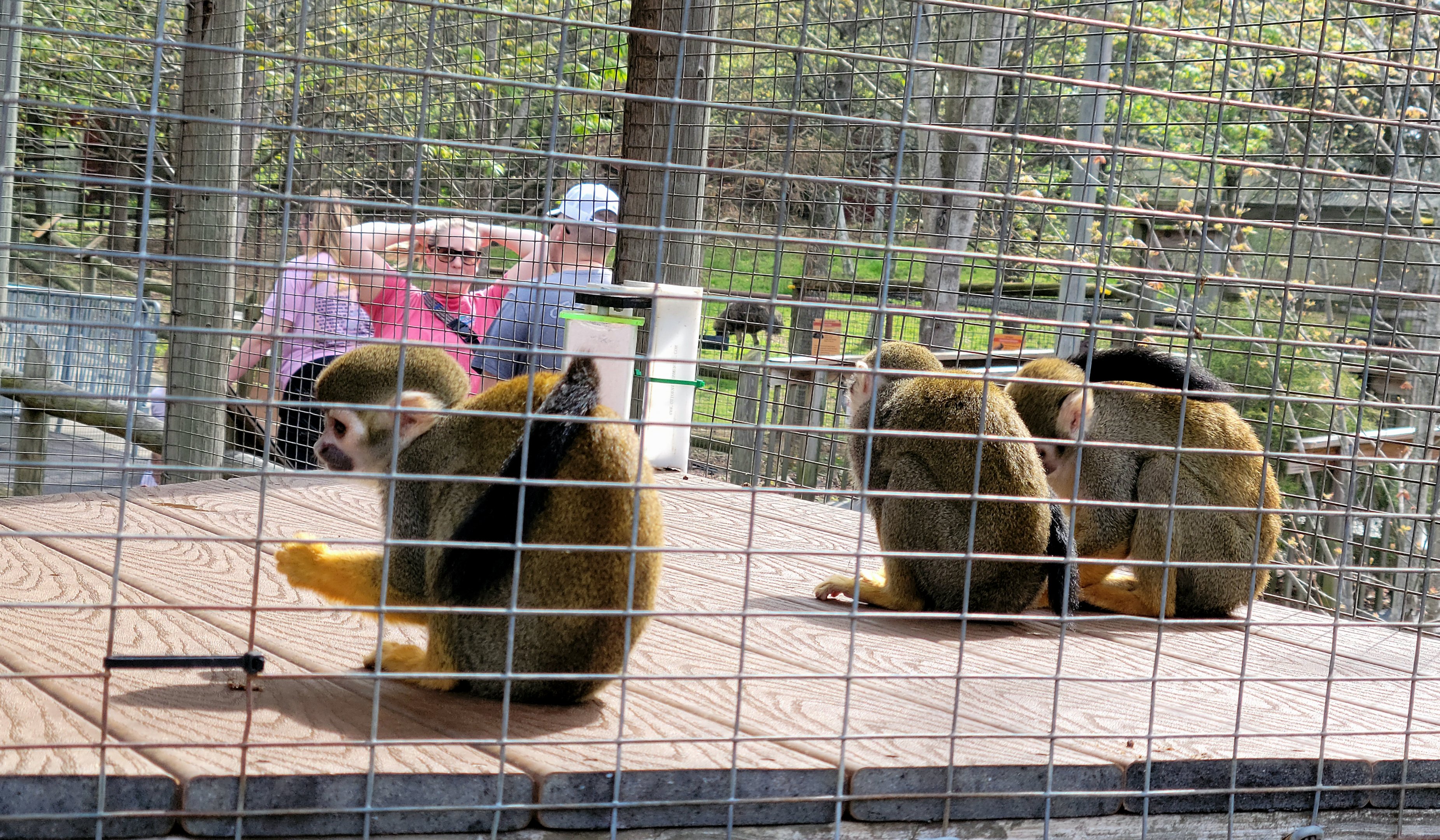 Squirrel Monkey-Bright's Zoo