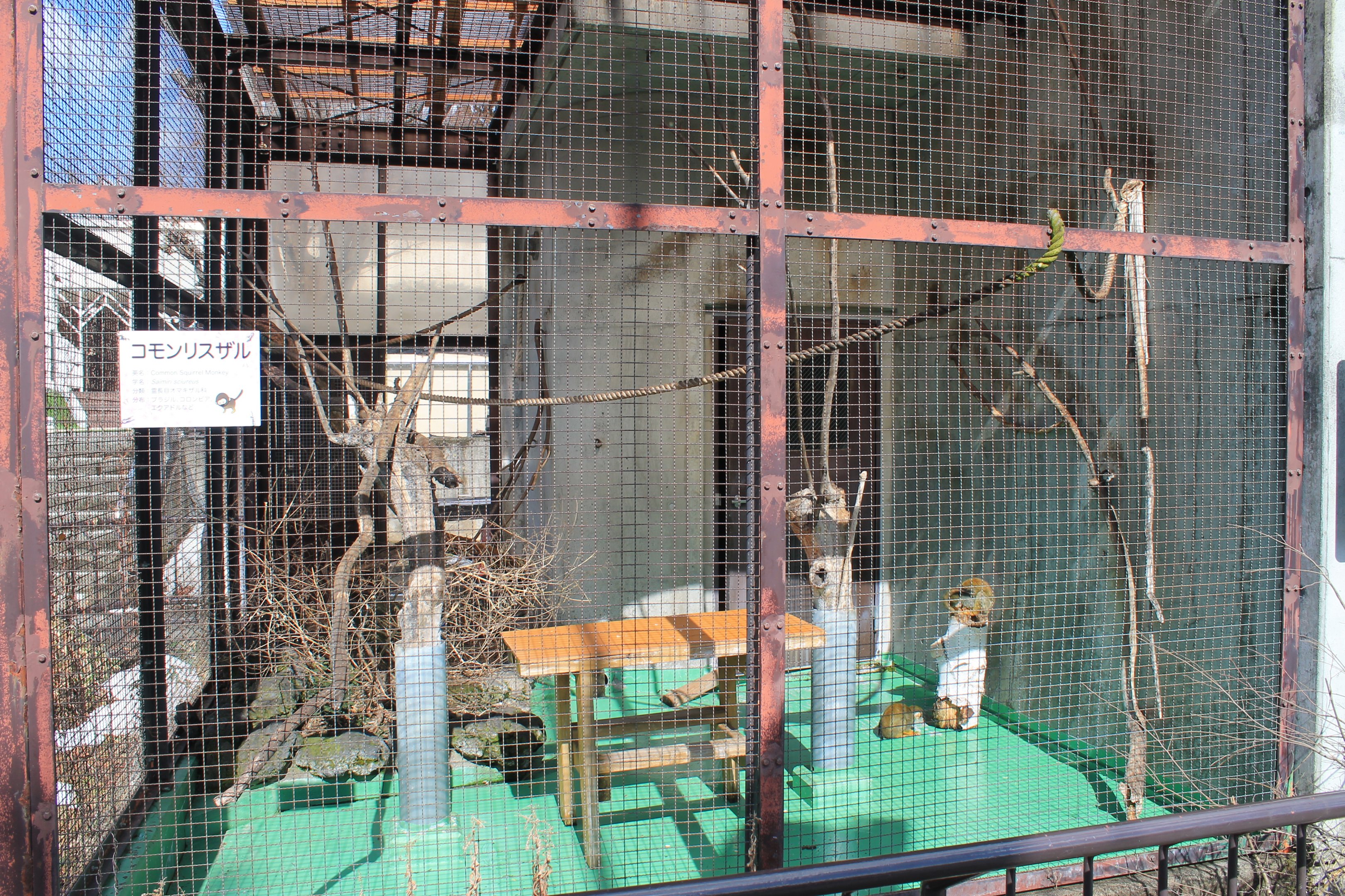 Squirrel Monkey cage, Joyama Zoo
