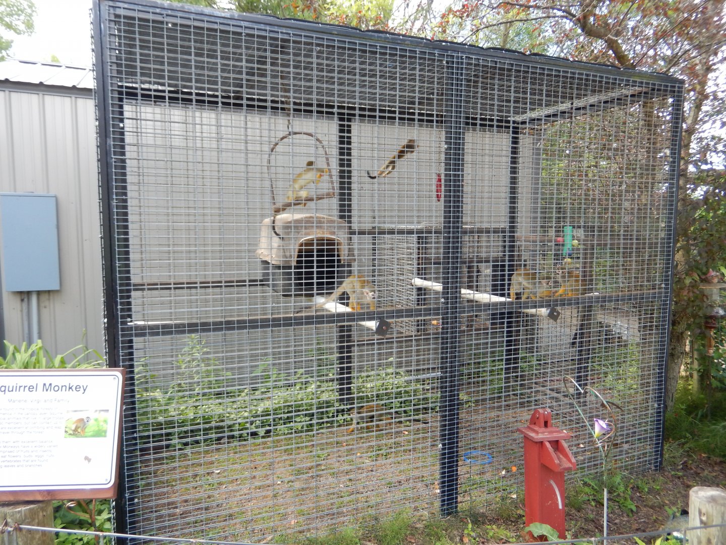Squirrel Monkey Cage