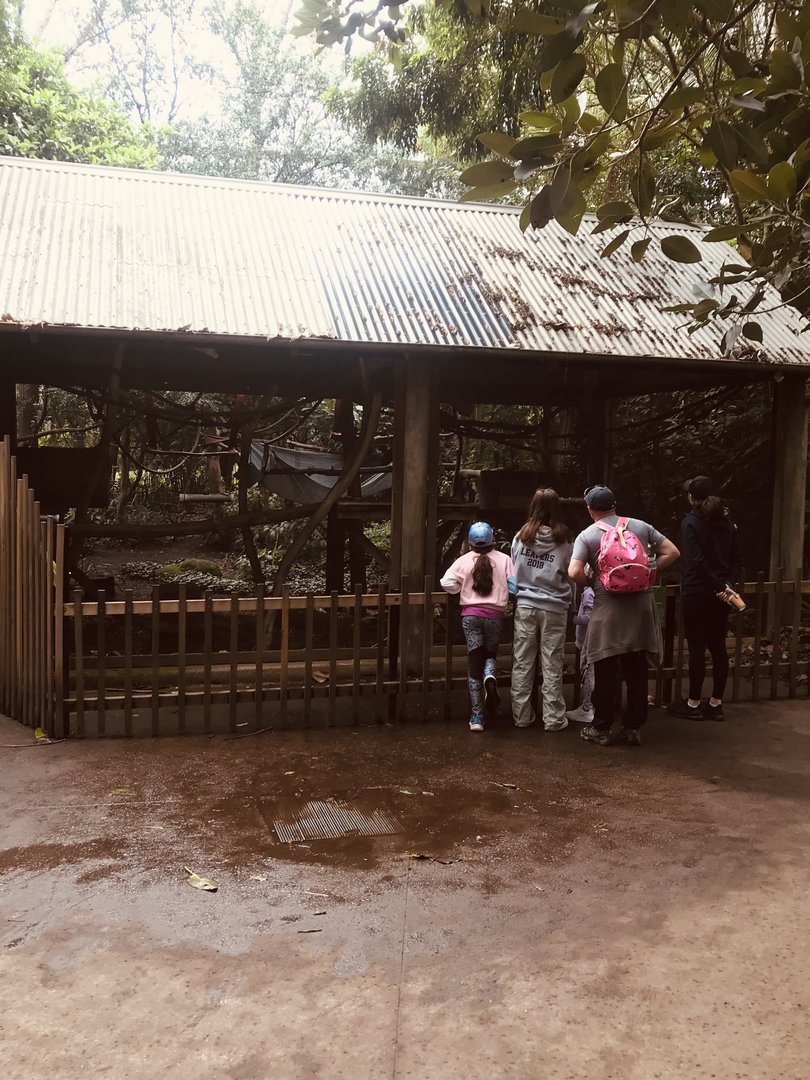 Squirrel Monkey cage