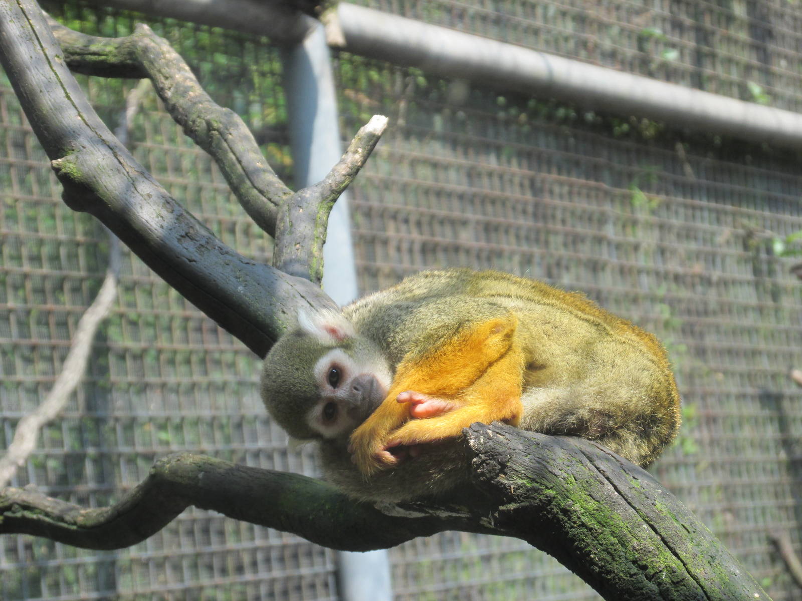 squirrel monkey chapultepec zoo