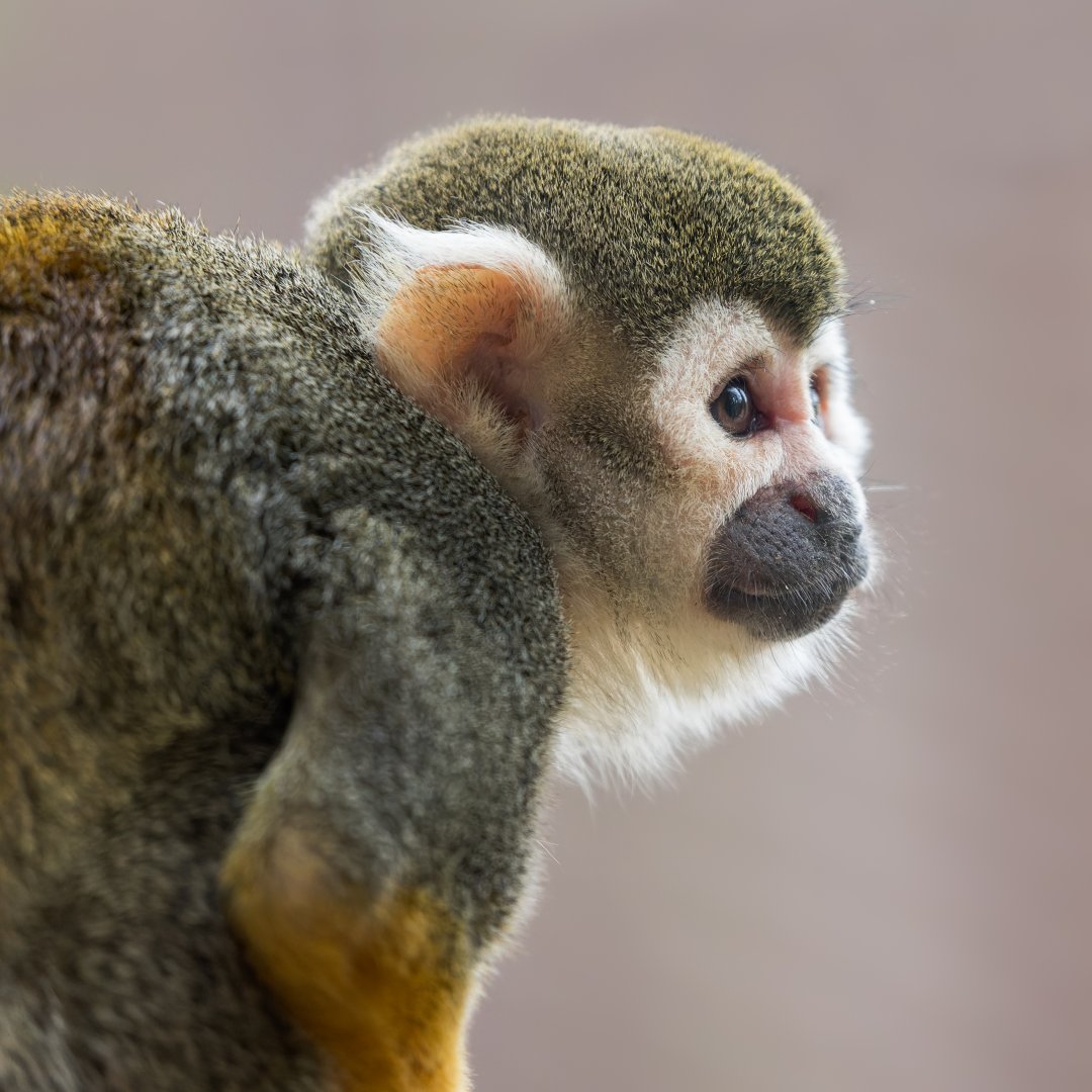 Squirrel Monkey / Cotswold Wildlife Park / 5-4-23