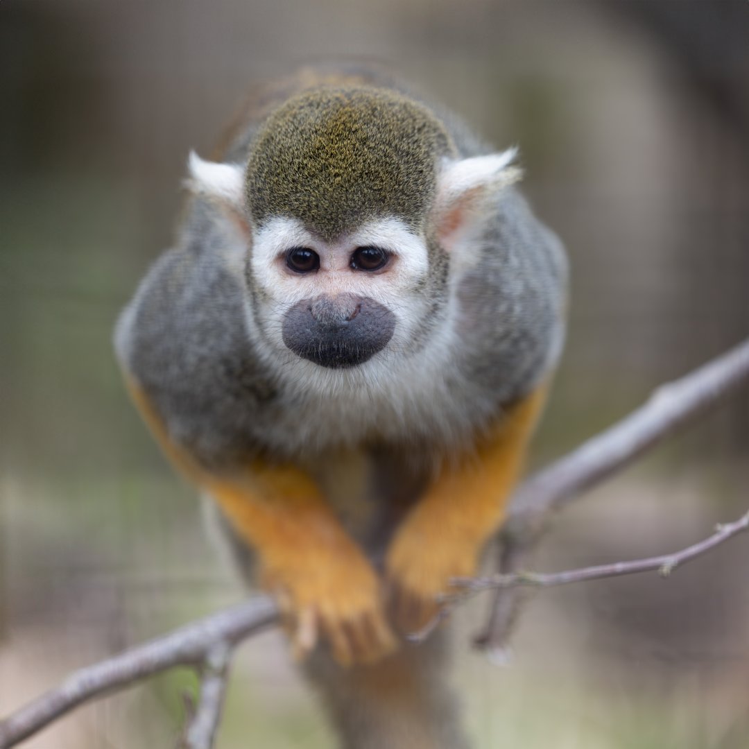 Squirrel Monkey / Cotswold Wildlife Park / 5-4-23