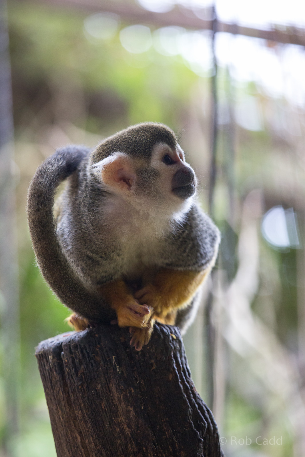 Squirrel monkey : Cotswold WP : 25 Oct 2014